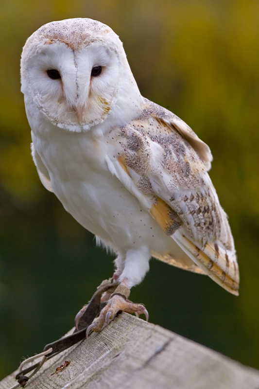 Barn - Owls of the Niagara Region